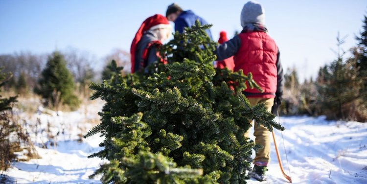 Cut your own christmas tree