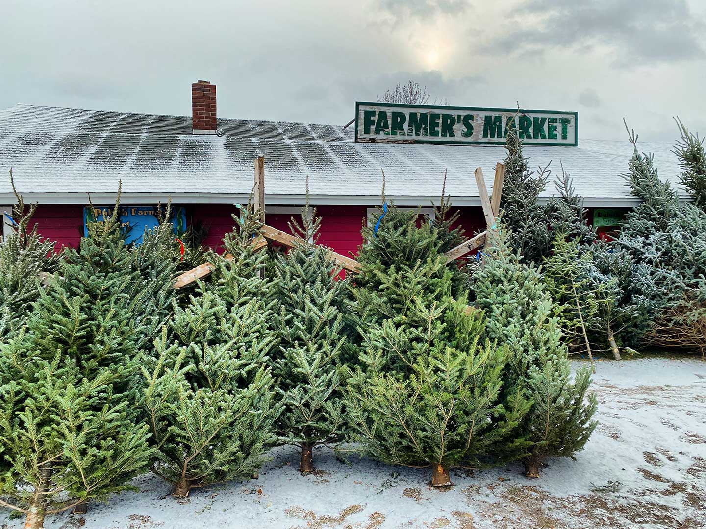 Cut your own christmas tree