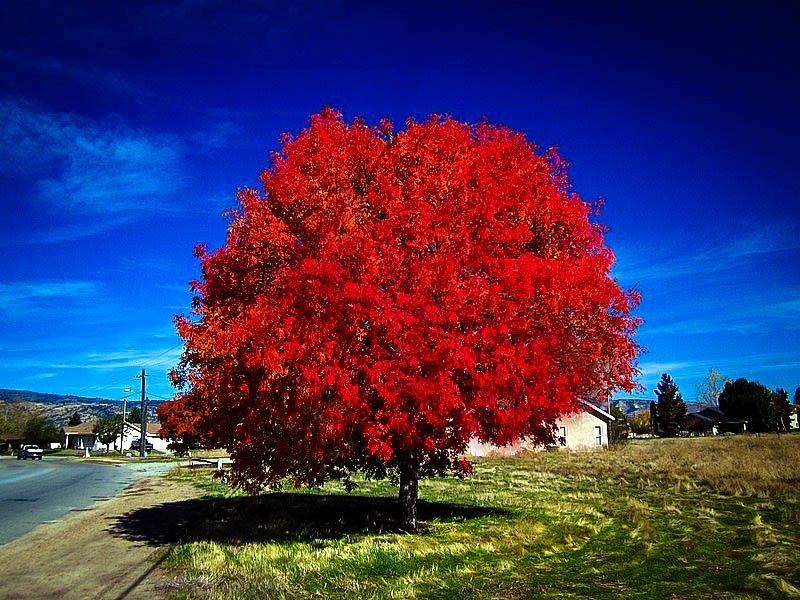 Autumn blaze maple tree